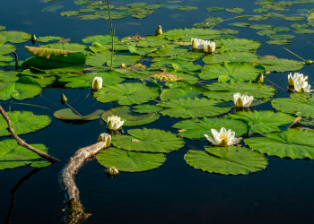 DSC_4602-Pano-1