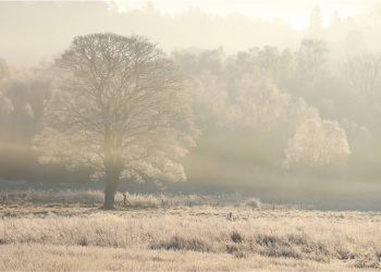 01_Frosty-Morning_011